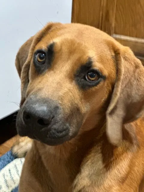 A young medium-sized male Red / Chestnut / Orange Labrador Retriever dog named Archie for adoption in Lakeville, MN