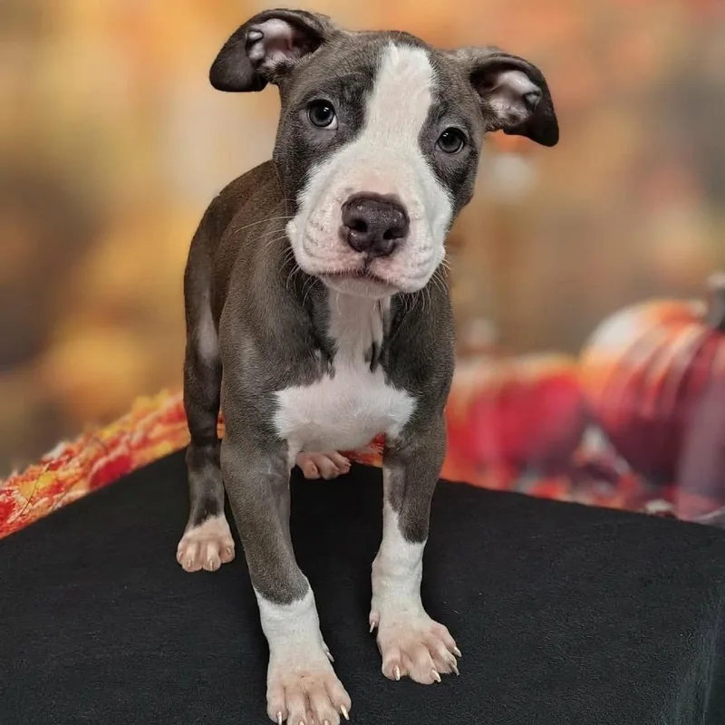A baby medium-sized male Gray / Blue / Silver Pit Bull Terrier dog named Legend for adoption in Griswold, CT