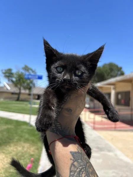 A baby medium-sized male Domestic Medium Hair cat named Shadow for adoption in Victorville, CA