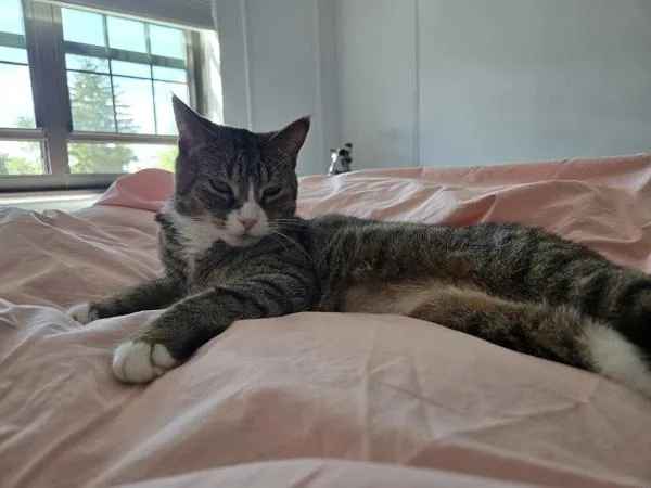 An adult medium-sized female Domestic Short Hair cat named Coco for adoption in Ridgewood, NY