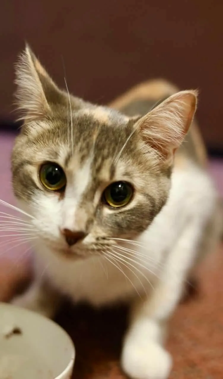 A young medium-sized female Calico cat named Olivia for adoption in Duluth, MN