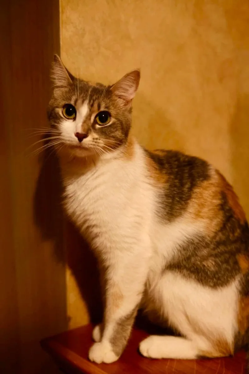 Olivia thumbnail 2