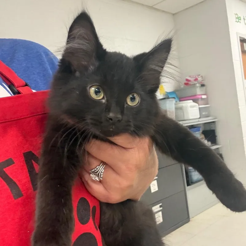 A baby small-sized male Black Domestic Medium Hair cat named TimberlandC for adoption in East Saint Louis, IL