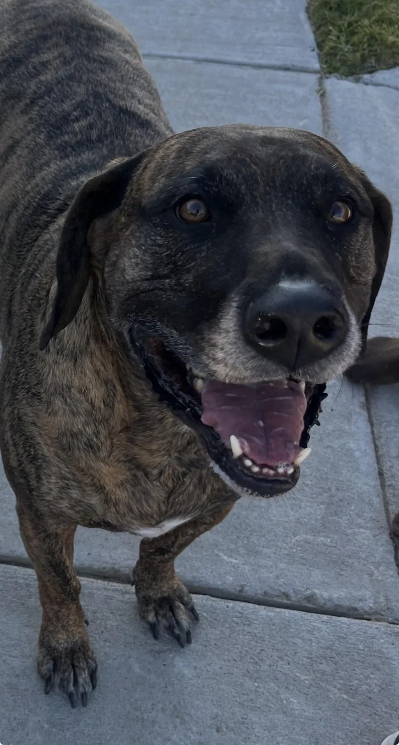 An adult large-sized male German Shepherd Dog dog named Kingston for adoption in Forney, TX