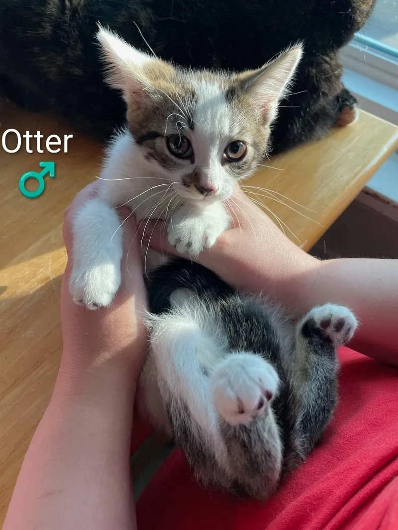 A baby small-sized male Domestic Short Hair cat named Otter for adoption in Enfield, CT