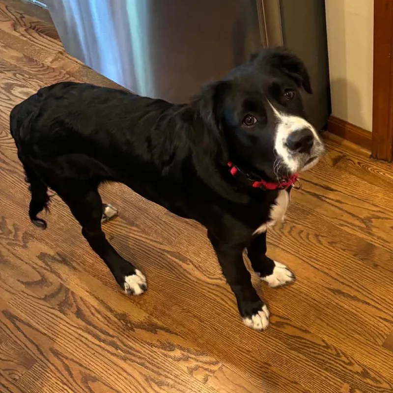 A baby medium-sized male Black Labrador Retriever dog named Chip for adoption in Olathe, KS