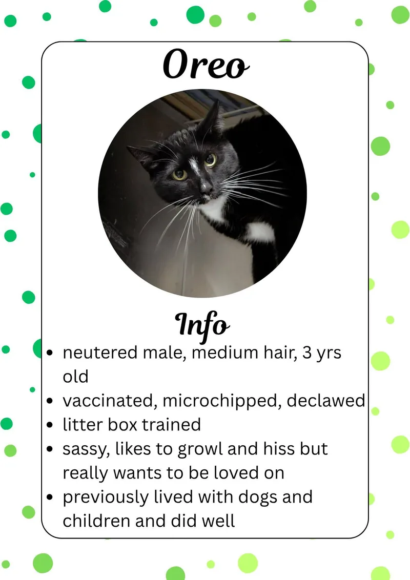 A young medium-sized male Black Domestic Short Hair cat named Oreo for adoption in Greensburg, IN