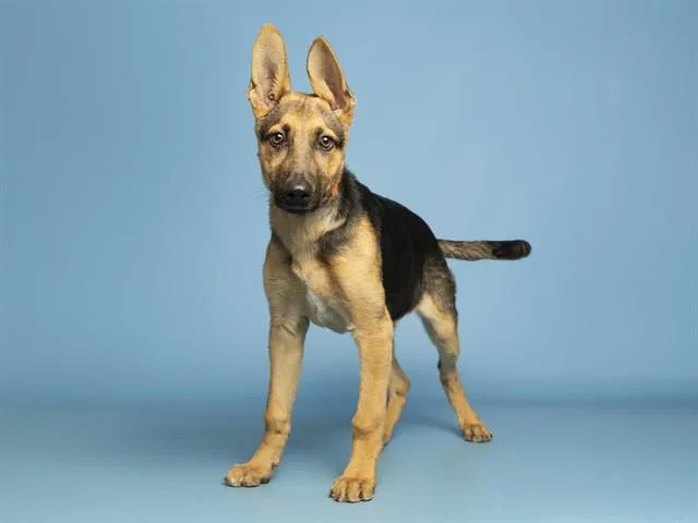 A baby small-sized female German Shepherd Dog dog named Reagan for adoption in Phoenix, AZ