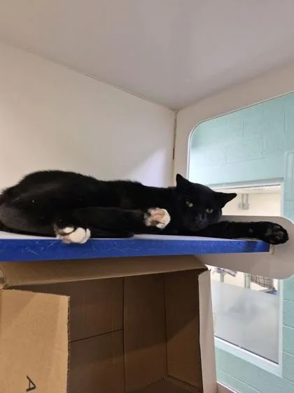 An adult medium-sized male Domestic Short Hair cat named Ghoul for adoption in Vero Beach, FL