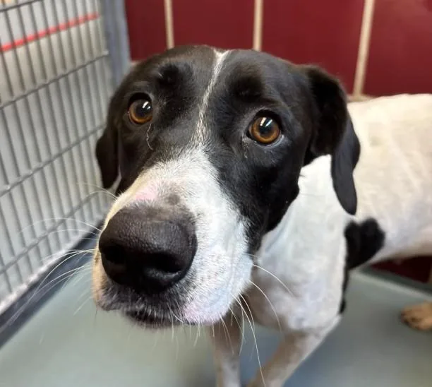 A young large-sized female Pointer dog named Mercy for adoption in Houston, TX
