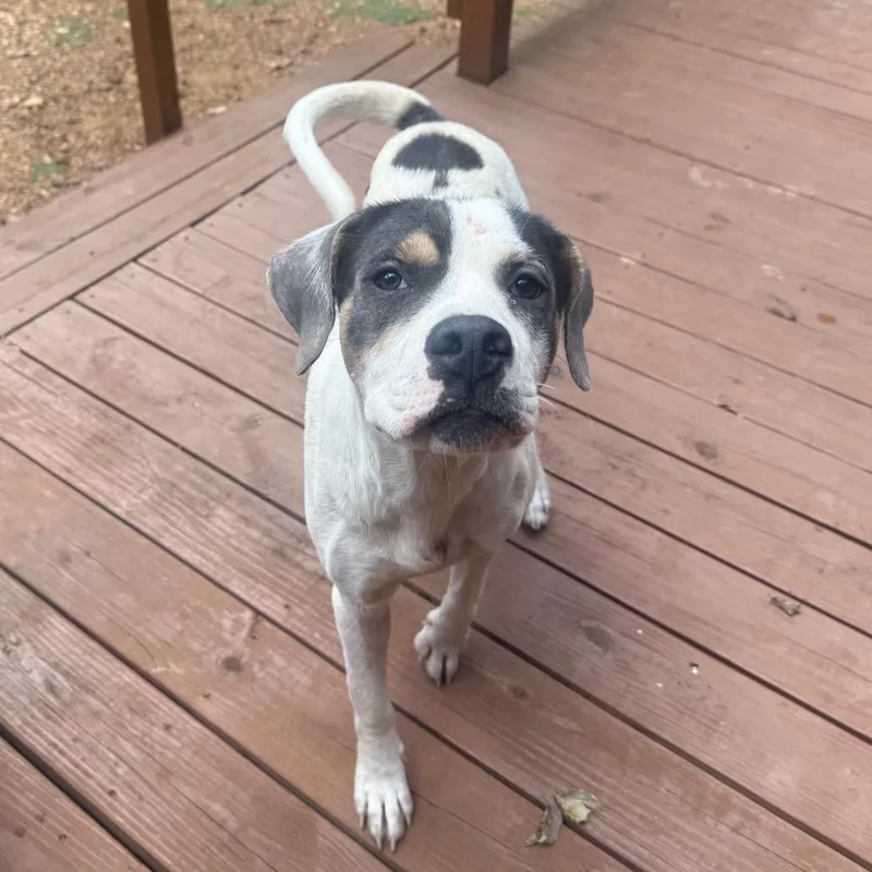 A young medium-sized female Hound dog named Emmylou for adoption in East Saint Louis, IL