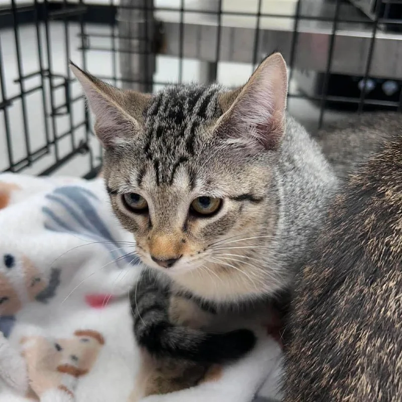 A baby small-sized female Brown / Chocolate Domestic Short Hair cat named Prissy for adoption in Bastrop, TX
