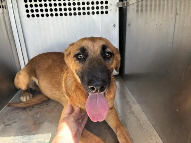 A young large-sized female Black Mouth Cur dog named Minka for adoption in Mesa, AZ