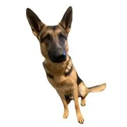 An adult large-sized male German Shepherd Dog named Casper for adoption in Red Bluff, CA