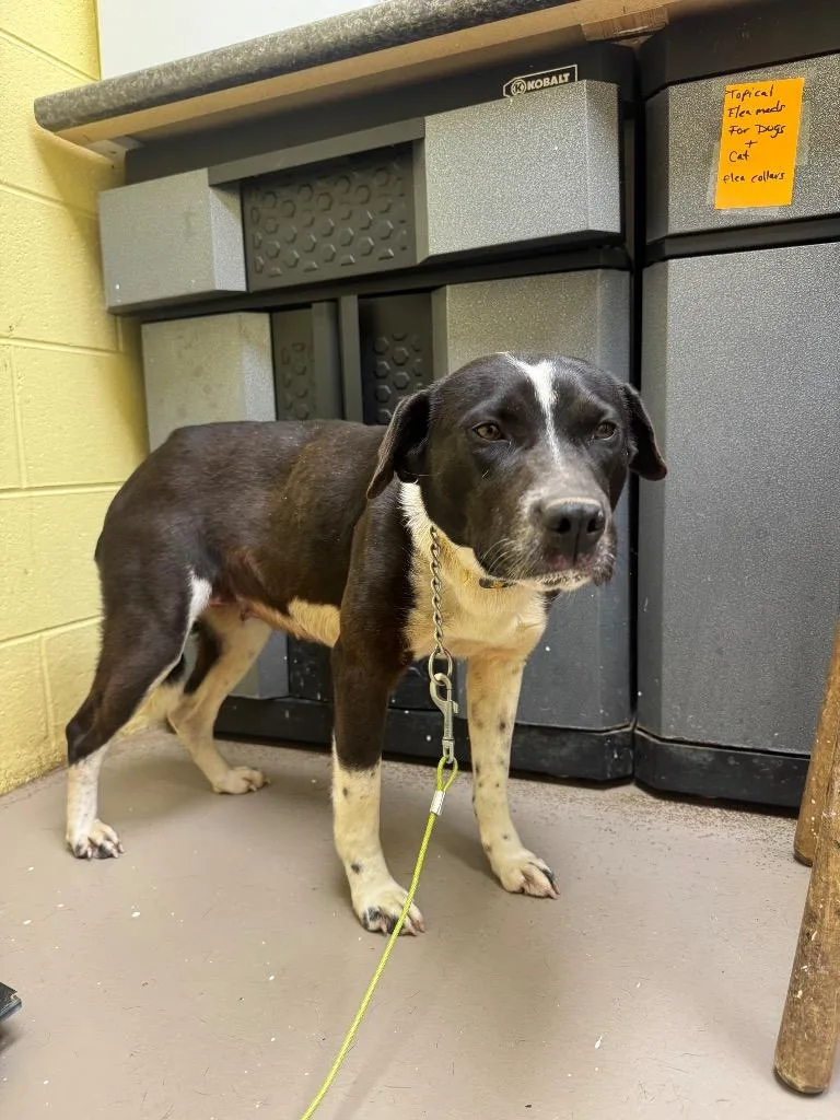 An adult small-sized female Border Collie dog named Sugarplum for adoption in Crossville, TN