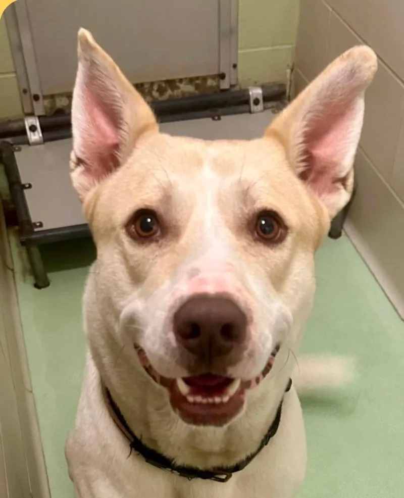 An adult large-sized male White / Cream Husky dog named Maxx for adoption in Millfield, OH