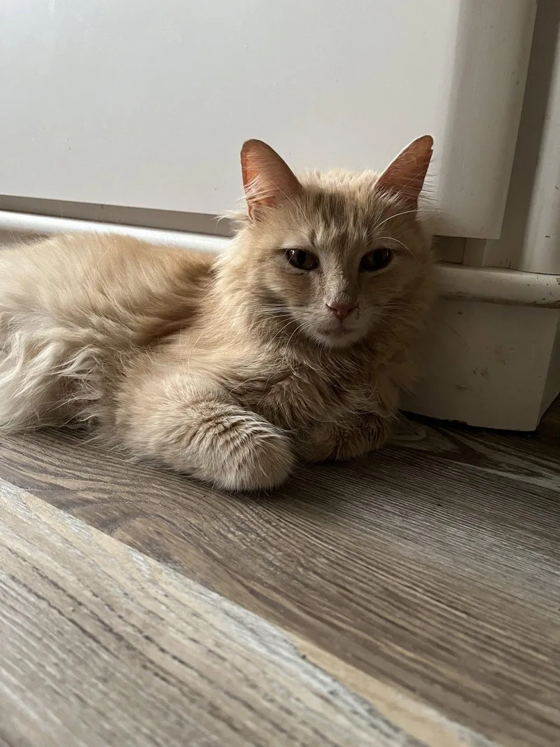 An adult medium-sized female Orange / Red Domestic Medium Hair cat named Fluffy Nut for adoption in Trenton, NJ