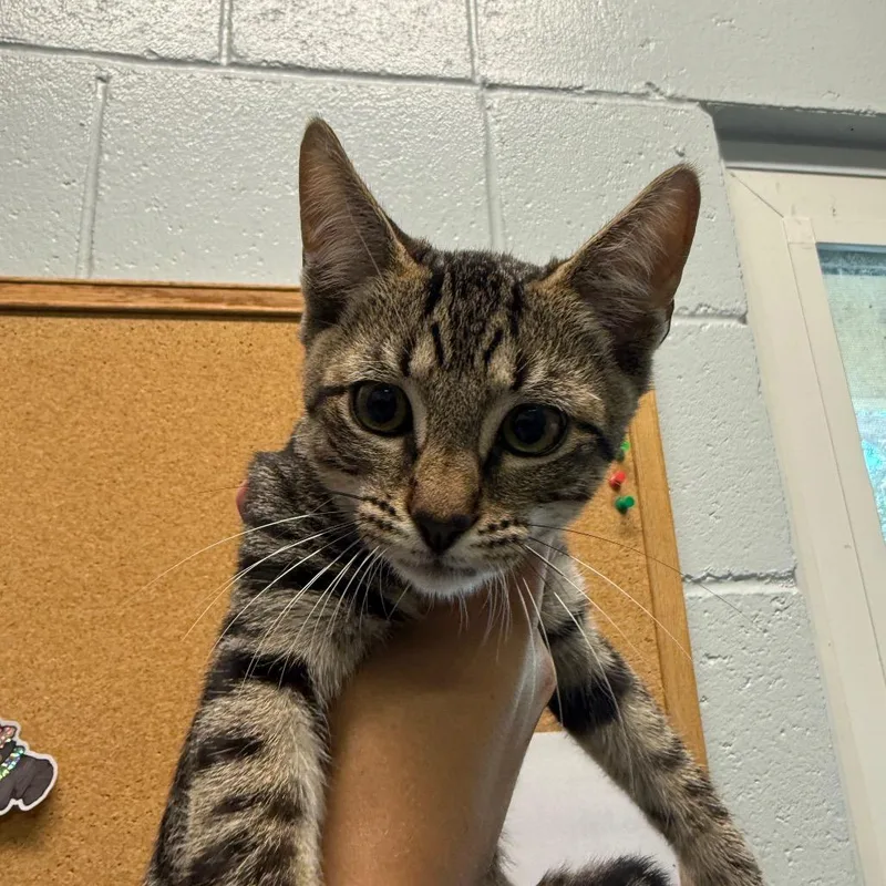 A baby small-sized male Brown / Chocolate Domestic Short Hair cat named Gus for adoption in Naples, FL