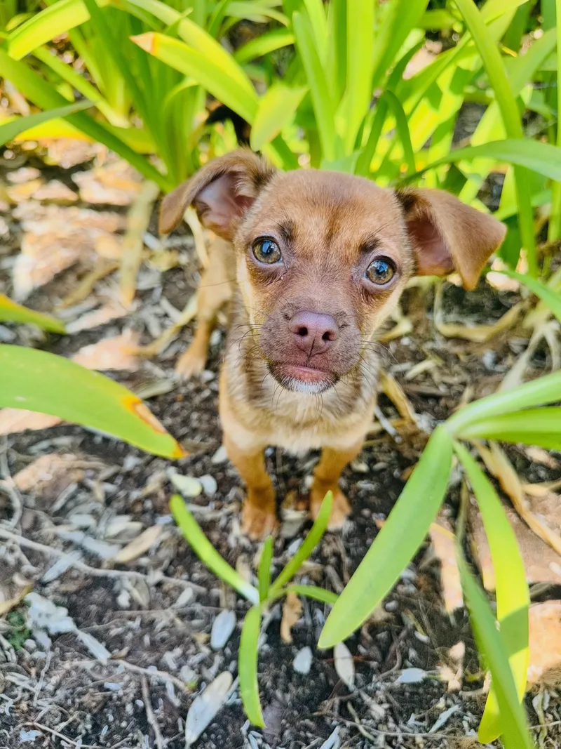 A baby small-sized female Chiweenie dog named Cappuccino for adoption in San Diego, CA