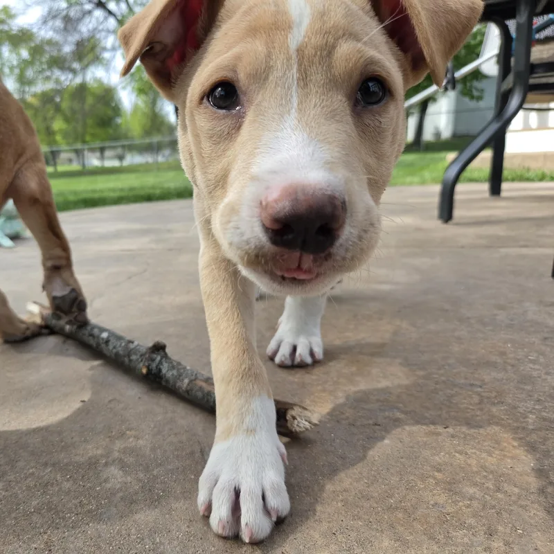 A baby medium-sized male Yellow / Tan / Blond / Fawn Shepherd dog named Gus for adoption in Prior Lake, MN