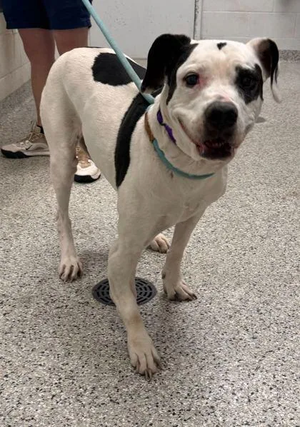 A senior large-sized female White / Cream Pit Bull Terrier dog named Zeva for adoption in Kansas City, MO