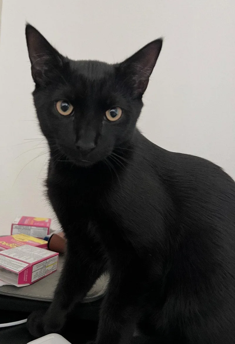 A young medium-sized male Domestic Short Hair cat named Donald and Daisy for adoption in Orlando, FL