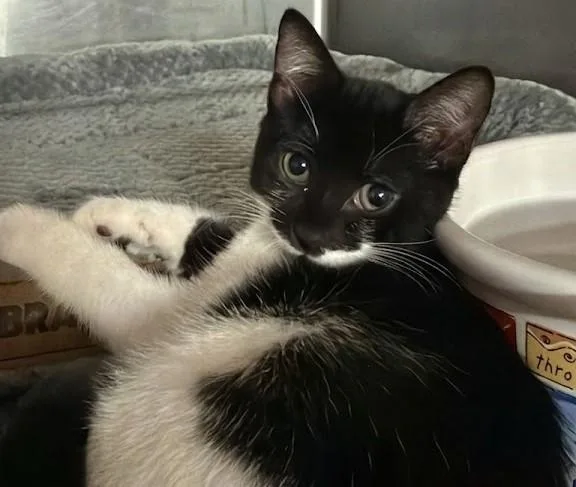 A baby medium-sized male Black Domestic Short Hair cat named Bentley for adoption in Boca Raton, FL