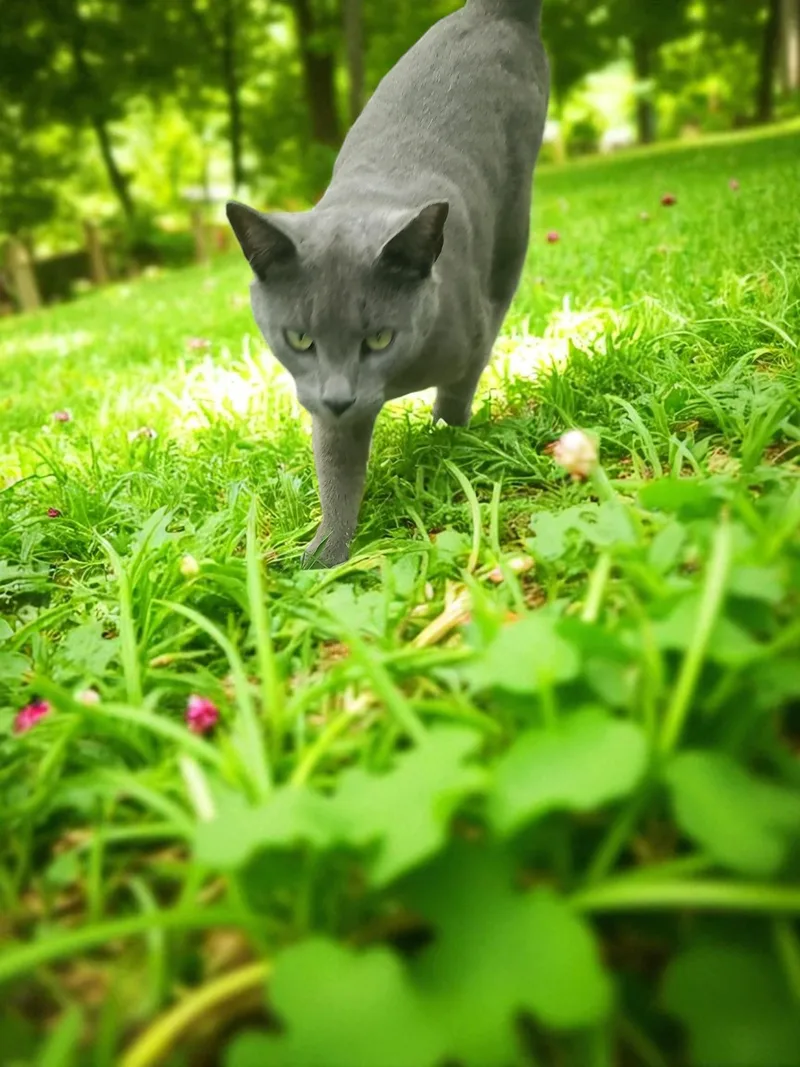 Sterling thumbnail 3