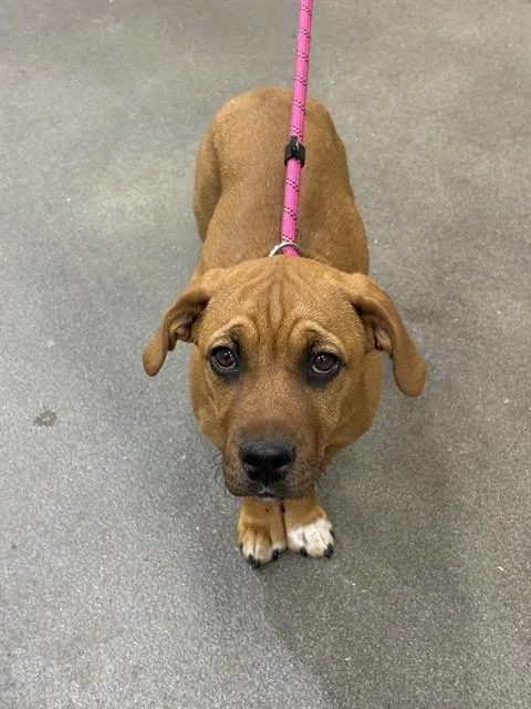 A baby small-sized female Parson Russell Terrier dog named Dora for adoption in Upper Marlboro, MD