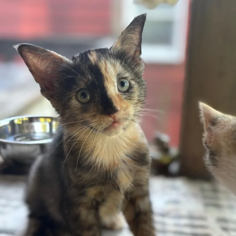 A baby small-sized female Domestic Short Hair cat named Nixi C for adoption in Princeton, MN