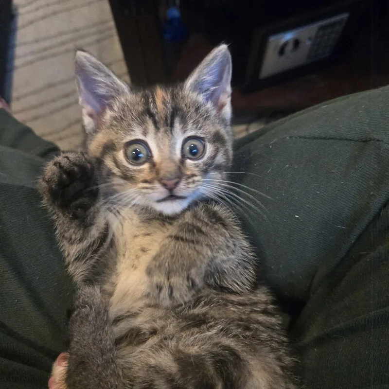 A baby medium-sized female American Shorthair cat named Jem for adoption in Lincoln Park, NJ