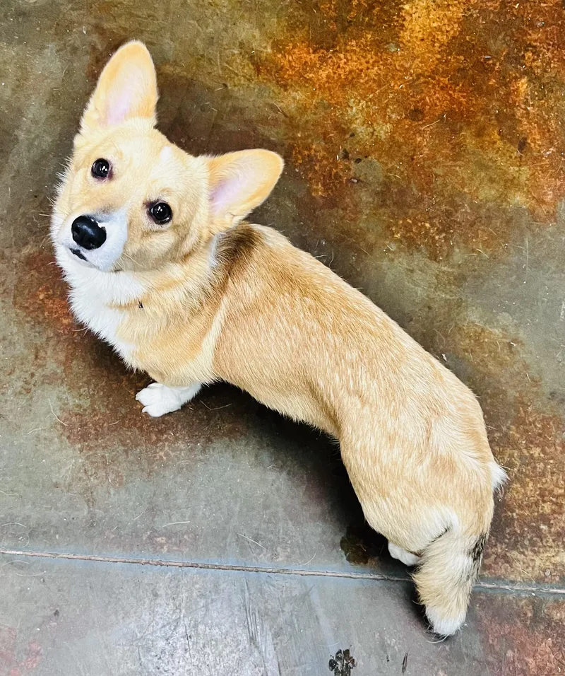 Milo