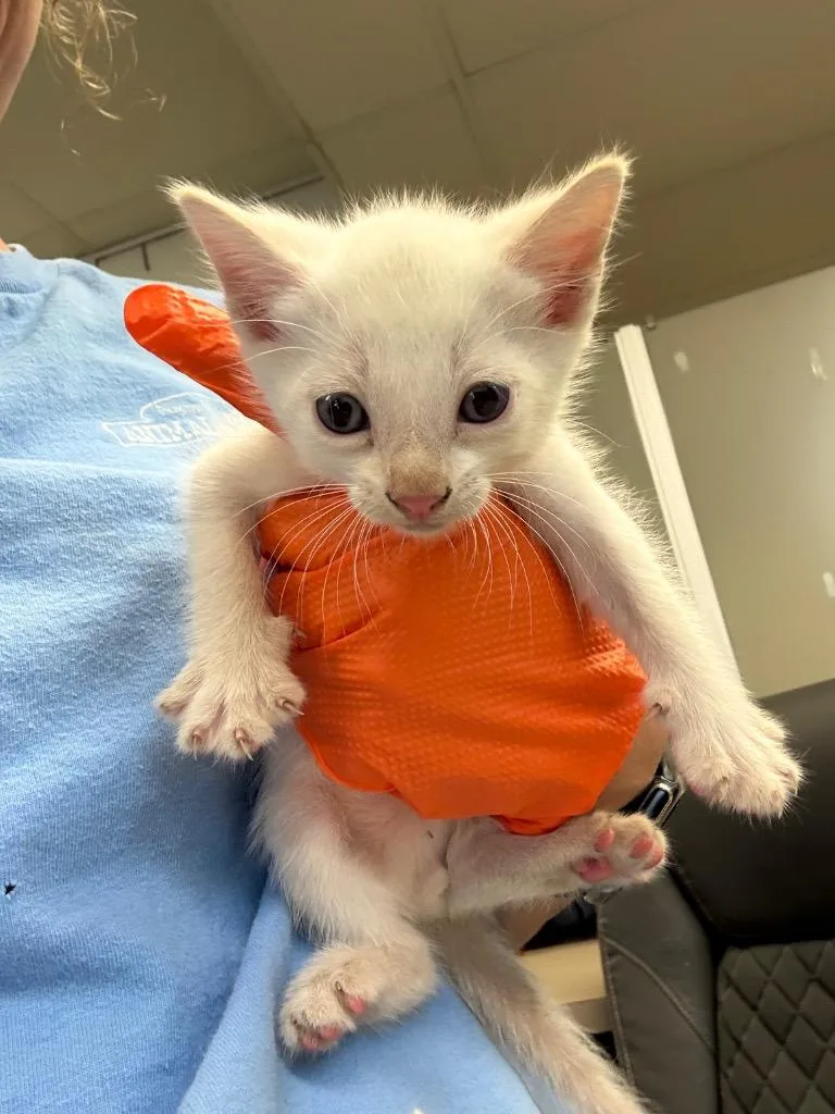 A baby medium-sized male Domestic Short Hair cat named Flambe for adoption in Nacogdoches, TX