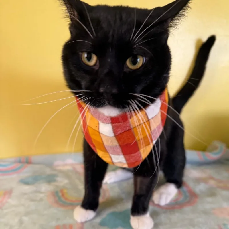 A young medium-sized male Black & White / Tuxedo Domestic Short Hair cat named Detective Boots for adoption in Fenton, MI