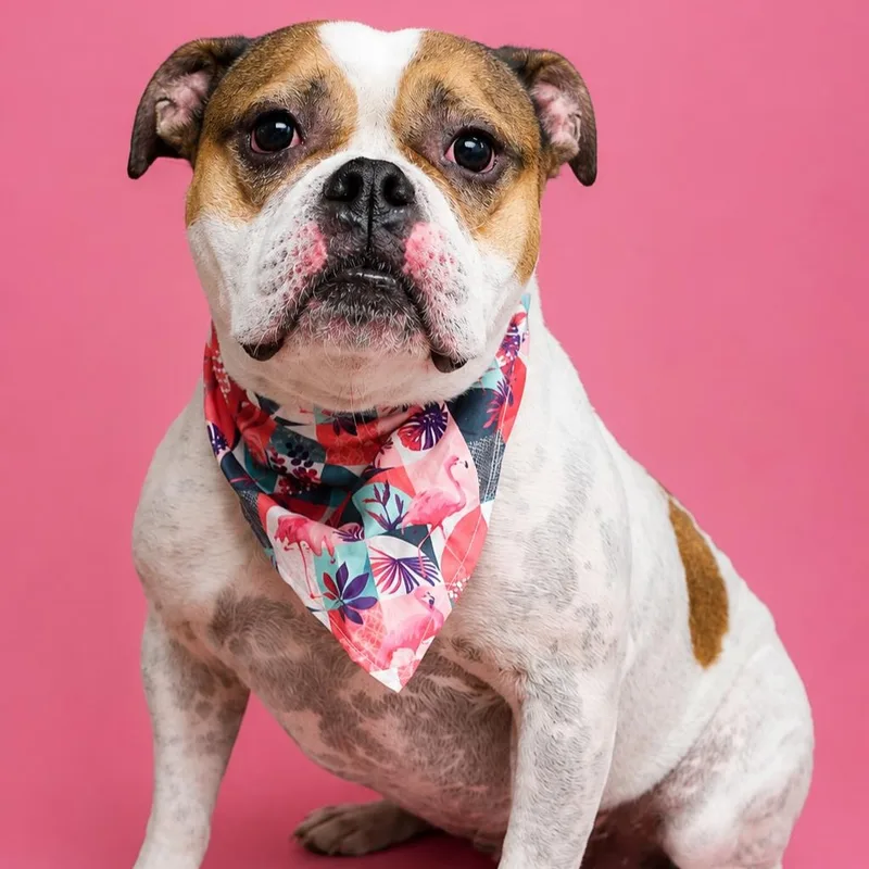 An adult medium-sized female Tricolor (Brown, Black, & White) American Bulldog dog named Zola for adoption in Sunderland, MD