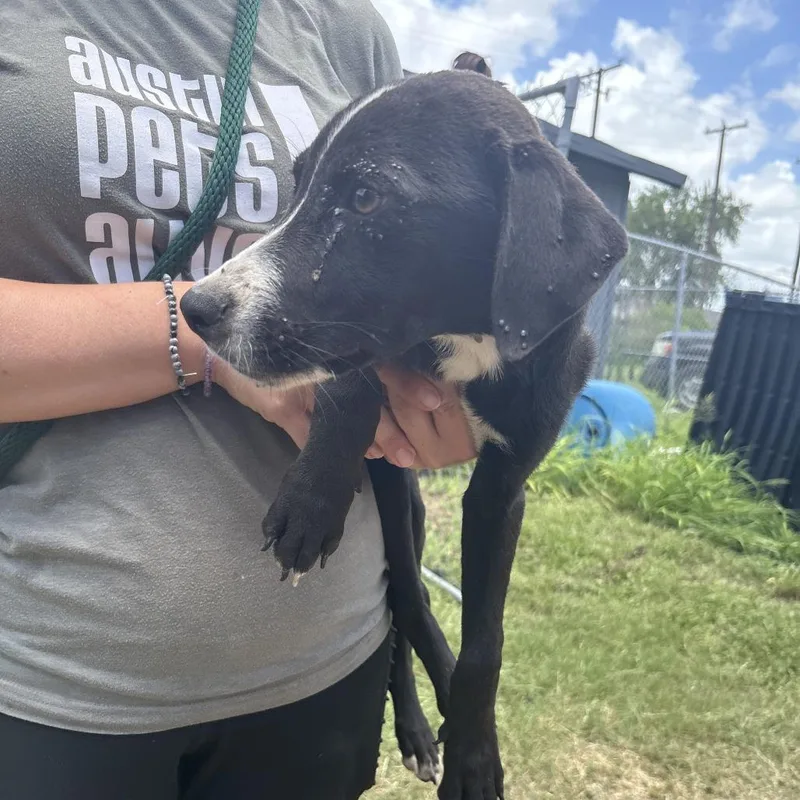 A baby medium-sized male Black Mixed Breed dog named Bentley for adoption in Austin, TX
