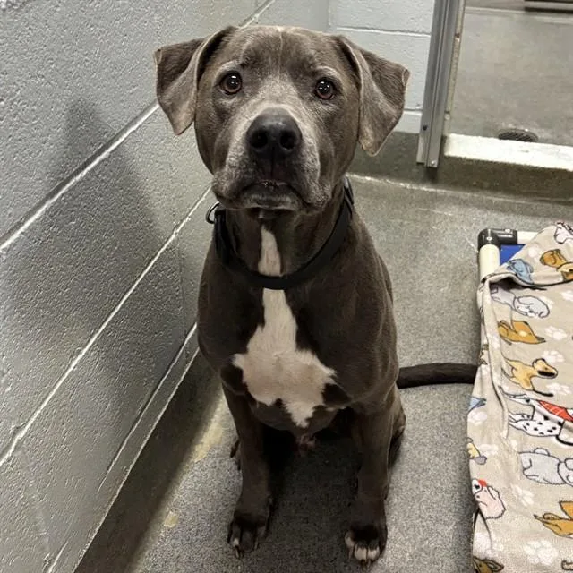 An adult medium-sized male Pit Bull Terrier dog named Slater for adoption in Huntsville, AL
