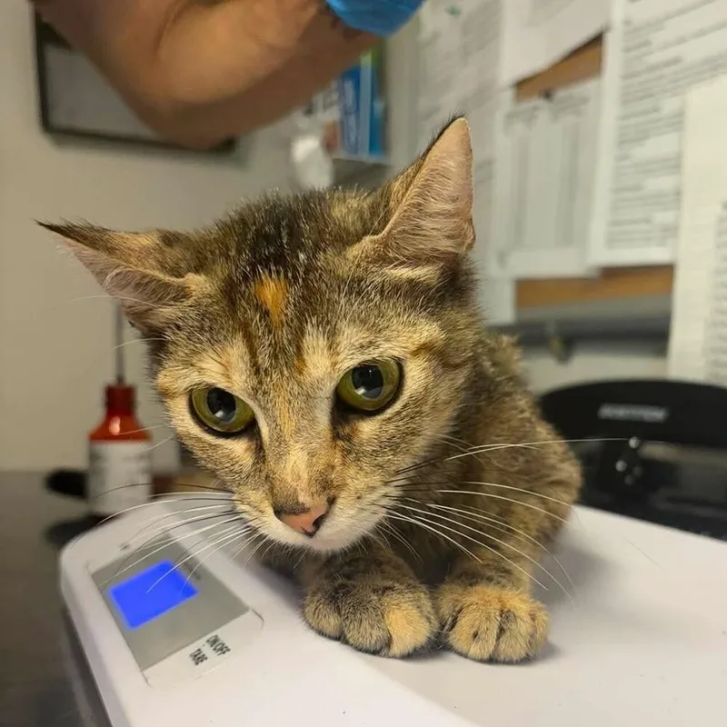 A young medium-sized female Domestic Short Hair cat named Missy for adoption in Bolivar, MO
