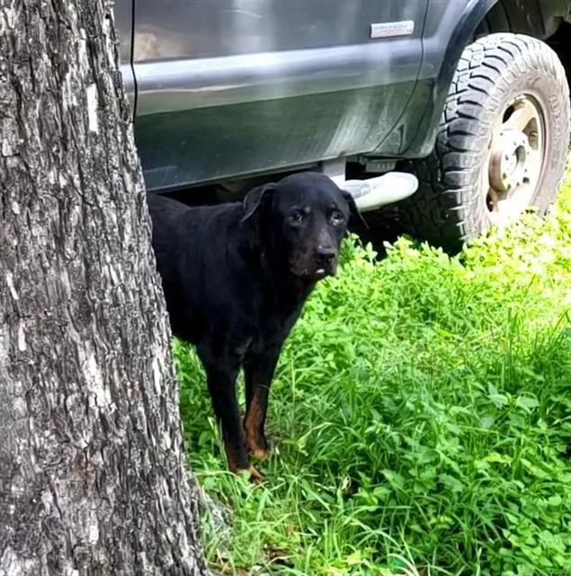 An adult large-sized male Rottweiler dog named Manny for adoption in San Antonio, TX