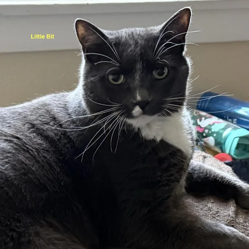 An adult extra large-sized male Gray / Blue / Silver Domestic Short Hair cat named Little Bit for adoption in Lakewood, CO
