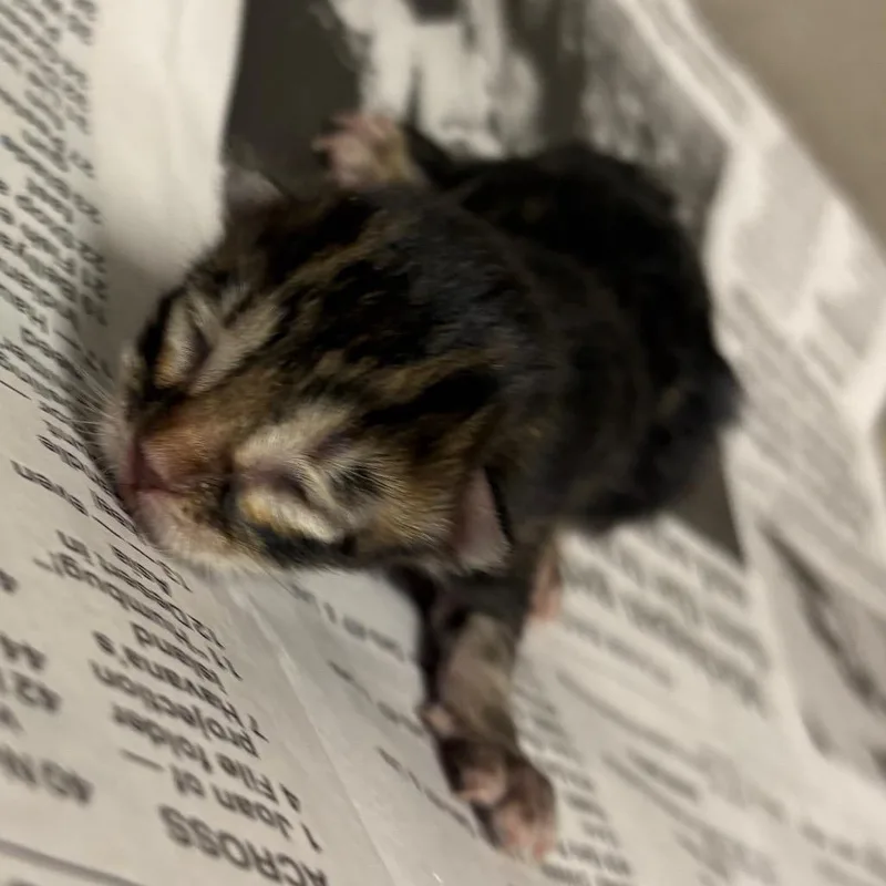 A baby small-sized female Brown / Chocolate Domestic Short Hair cat named Coco Puffs for adoption in Yuma, AZ