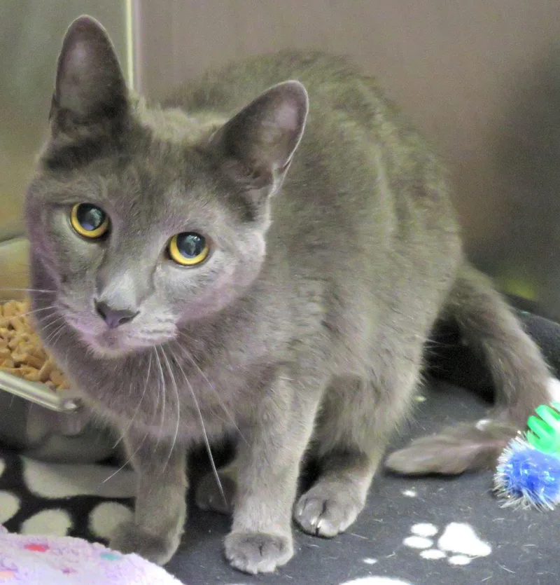 An adult medium-sized male Gray / Blue / Silver Domestic Short Hair cat named Charlie for adoption in Lexington, VA