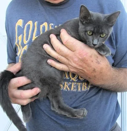 A baby medium-sized female Gray / Blue / Silver Russian Blue cat named Tammy for adoption in Paris, KY