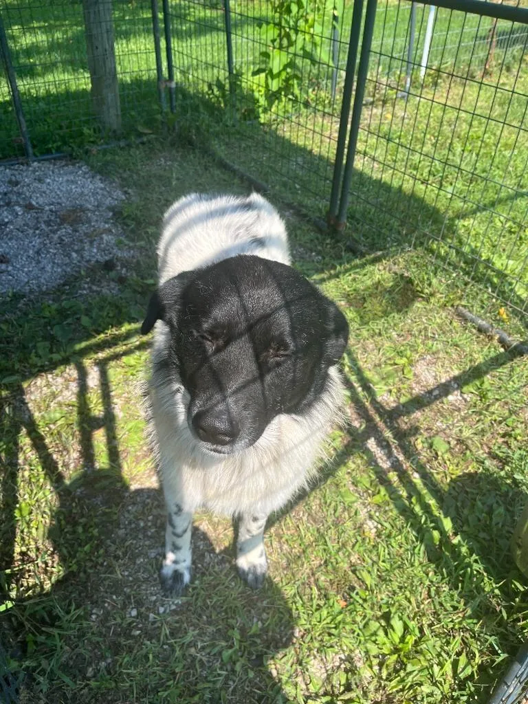 An adult large-sized male Newfoundland Dog dog named Tad for adoption in Greencastle, IN