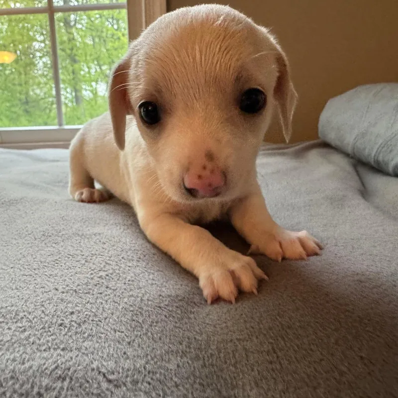 A baby small-sized female White / Cream Chihuahua dog named Blueberry Muffin for adoption in Brooklyn, NY
