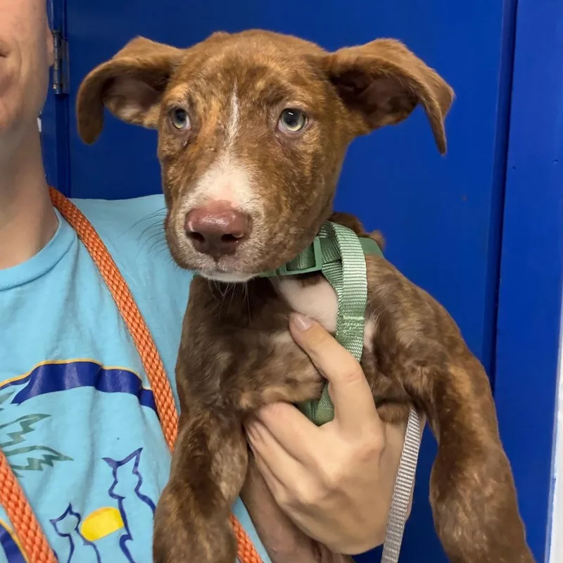 A baby small-sized male Brindle Rhodesian Ridgeback dog named Moose for adoption in Wahiawa, HI