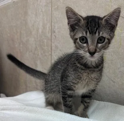 A baby small-sized female Domestic Short Hair cat named Donna for adoption in Honolulu, HI
