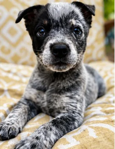 A baby medium-sized male Australian Cattle Dog / Blue Heeler dog named Petit for adoption in Midlothian, VA