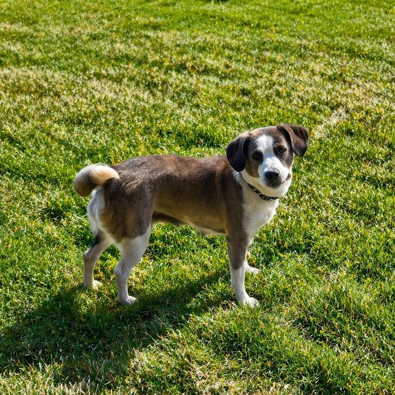 A young medium-sized female Brown / Chocolate Mixed Breed dog named Muffy for adoption in Phoenix, AZ
