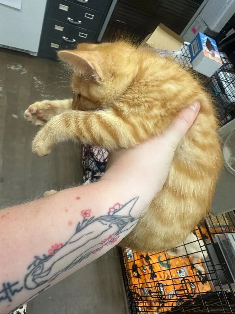 A baby small-sized male Domestic Short Hair cat named Sprite for adoption in Douglasville, GA